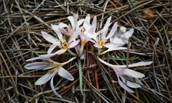 Kırşehir Aşıkpaşa’da Baharın İlk İşaretleri