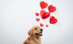 Sevgililer Günü Mesajı Arayanlara Özel