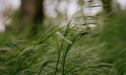 Kırşehir İçin Kuvvetli Rüzgâr ve Fırtına Uyarısı