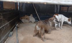 Toplu Köpek Bırakanlar Mercek Altında