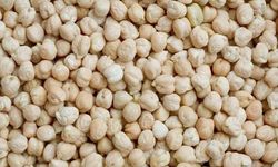 Kırşehirli Üreticiye Kaliteli Tohum İmkânı