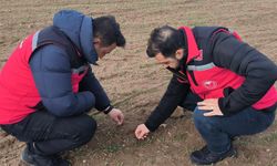 Kırşehir’de Tarımsal Üretime Yakın Takip