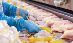 Ramazan Öncesi Tavuk İhracatı Durduruldu