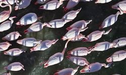 Kırşehir’den Renkli Flamingo Manzaraları