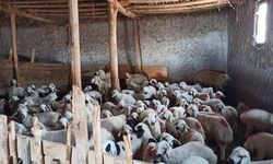 Kırşehir'de Şap Aşısı ve Denetimler Aralıksız Devam Ediyor