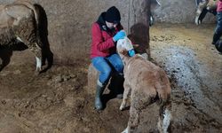 Kırşehir’de Aşılama Seferberliği