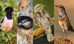 Kuş Türleri İçin Doğa Anketi Kırşehir’de!