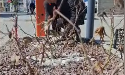 Mucur’da Park ve Bahçelerde Bahar Bakımı