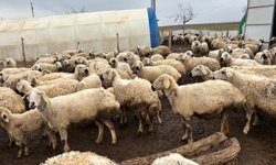 Kırşehir'de Destek Alan Üreticilere Yerinde Kontrol