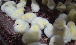 Kırşehir’de Kanatlı İşletmelerine Sıkı Denetim