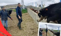 Kırşehir’de Hayvan Sağlığı İçin Sahada Yoğun Mesai