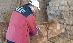 Kırşehir’de Hayvan Sağlığı İçin Çalışmalar Sürüyor