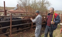 Şap ve Brucella ile Mücadelede Yoğun Mesai