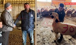 Sarı Kardeşler’den Bayrama Özel Kurbanlık Hizmeti