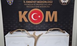 Kırşehir’de İş Yerinde Kızıl Geyik Boynuzu Ele Geçirildi