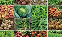 Tarımda Yerli Güç: 39 Yeni Bitki Çeşidi Daha Tescillendi
