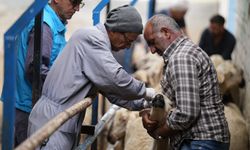 KIRŞEHİR’DE AŞILAMA VE KÜPELEME ÇALIŞMALARI DEVAM EDİYOR