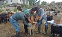 Veteriner Hekimler Sahada Görev Başında