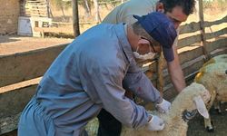 KIRŞEHİR’DE HAYVAN SAĞLIĞI İÇİN SAHA ÇALIŞMALARI SÜRÜYOR