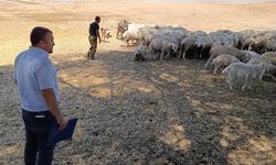 Kırşehir’de Hayvan Sağlığı Denetimleri Devam Ediyor
