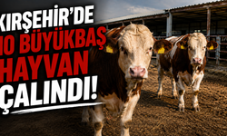 Kırşehir'de 10 Büyükbaş Hayvan Çalındı, Polis Peşlerini Bırakmadı