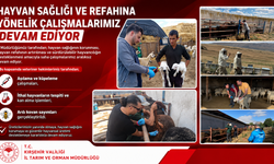 Kırşehir'de Hayvan Sağlığı İçin Saha Çalışmaları Sürüyor