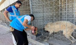 Liseli Ülkücülerden Can Dostlarına Mama Desteği