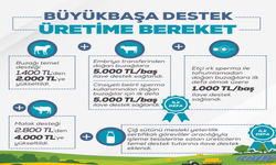 Kırşehirli Yetiştiricilere Büyükbaş Hayvancılık Desteği Müjdesi