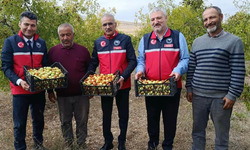 Mucur’da Hünnap Hasadı Başladı