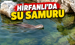 Hirfanlı Barajı’nda Su Samuru Görüntülendi