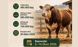 Besicilere Müjde! 480 Bin Baş Sığır İthal Edilecek