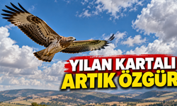 Yılan Kartalı Yeniden Özgürlüğüne Kavuştu
