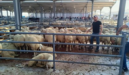 Niğde'de kurban pazarı hareketlendi
