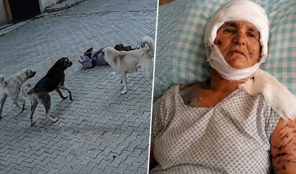 Kırşehir’de Köpek Saldırısına 637 Bin Liralık Tazminat
