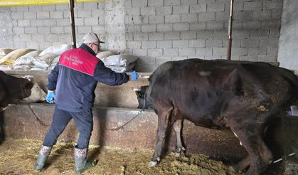 Kırşehir’de Şap ve Brucella Aşılaması Devam Ediyor
