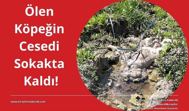 O ilçeden insan sağlığını tehdit eden görüntüler geldi!