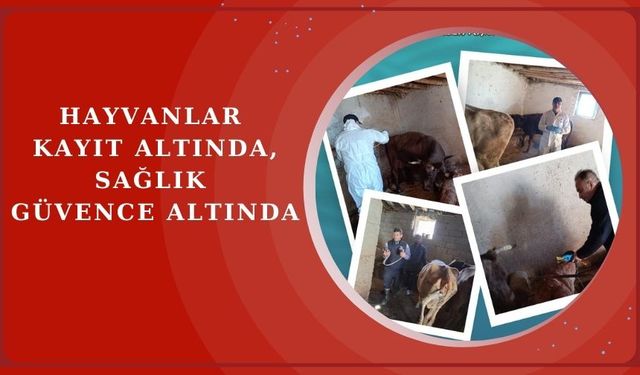 İl Tarımdan hayvan sağlığı ve refahı için yoğun çalışma