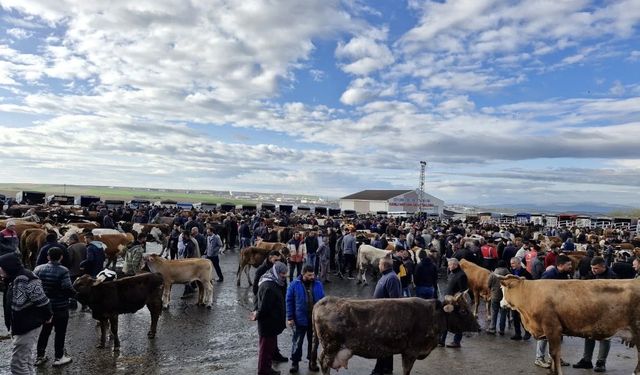 Ramazan Bayramı sonrası kurbanlıklar pazara gelmeye başladı
