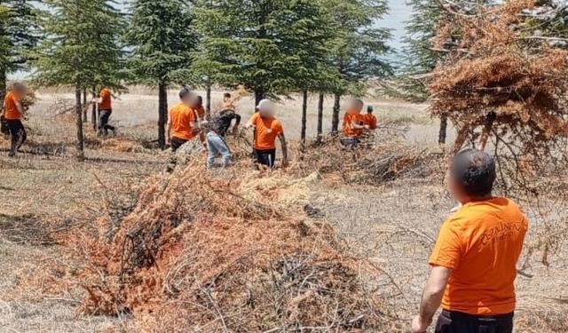 Kırşehir'de hükümlüler ağaç bakımı ve çevre düzenlemesi yaptı