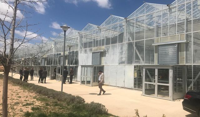 Böyle serada her çiftçi domates ve salatalık üretmek ister
