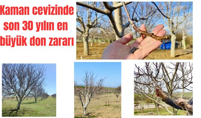 Kaman cevizi bu sene “yok” satacak