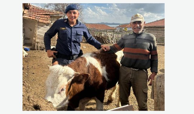 Hırsızın çaldığı büyükbaş hayvanı jandarma buldu