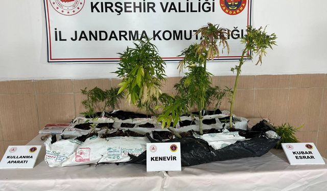 Kırşehir'de uyuşturucu üretimi için kenevir yetiştiren şüpheli yakalandı