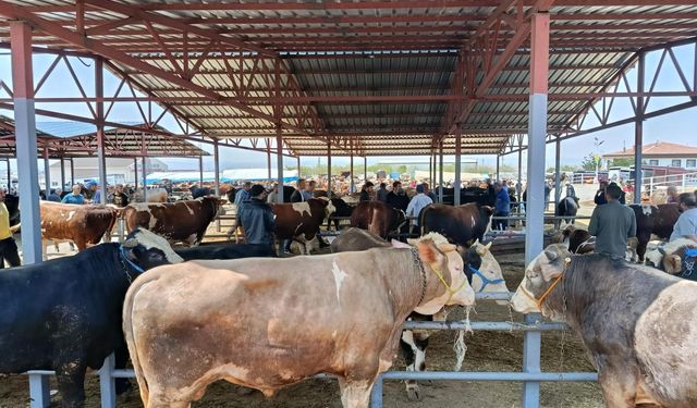 Canlı Hayvan Pazarında kurbanlık telaşı sürüyor