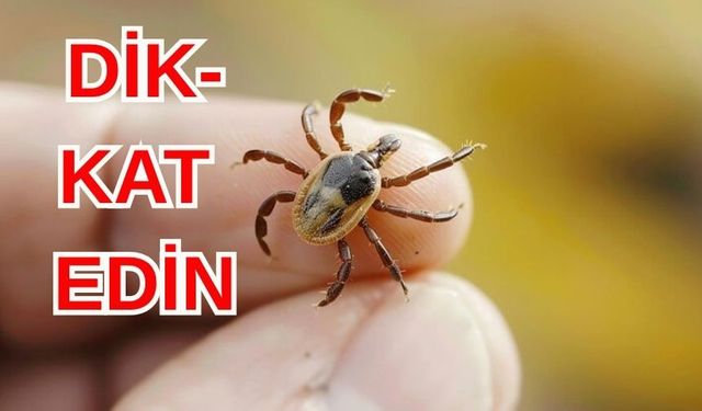 Uzmanlar uyarıyor: Kene sokması ölümcül olabilir