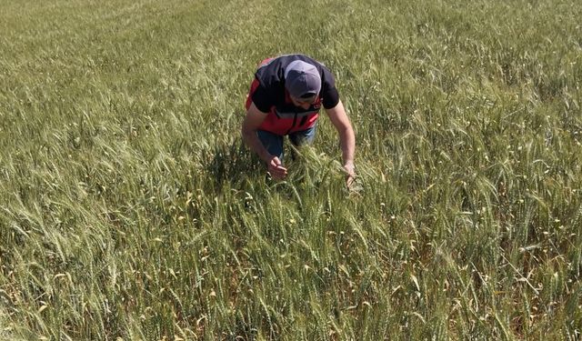 Süneyle Mücadele Çalışmalarını Sürdürüyor