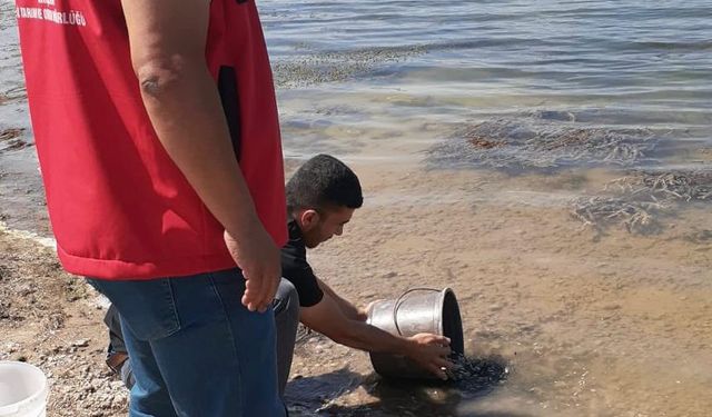 Kırşehir’in Su Kaynakları Yavru Sazanlarla Buluştu