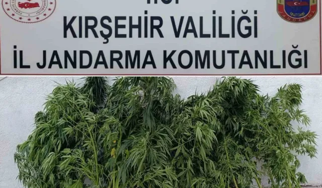 Kırşehir'de yasak ekilen 48 kök kenevir ele geçirildi