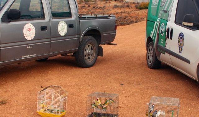 Kırşehir’de DKMP’den Kaçak Kuş Operasyonu!