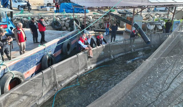 İç Anadolu’dan Karadeniz’e Türk Somonu Sevkiyatı